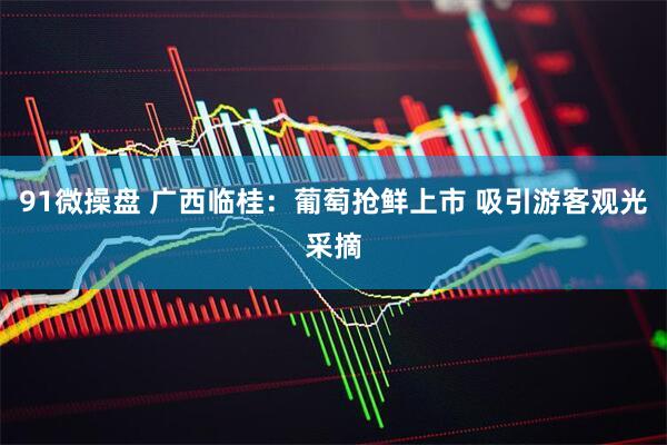91微操盘 广西临桂：葡萄抢鲜上市 吸引游客观光采摘