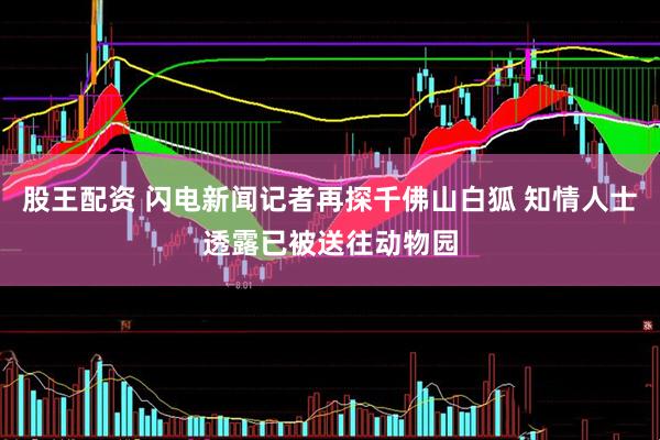 股王配资 闪电新闻记者再探千佛山白狐 知情人士透露已被送往动物园